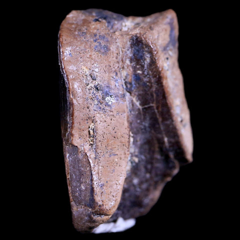 0.8" Tyrannosaurus Rex Fossil Tooth Section Dinosaur Lance Creek FM WY COA Display - Fossil Age Minerals