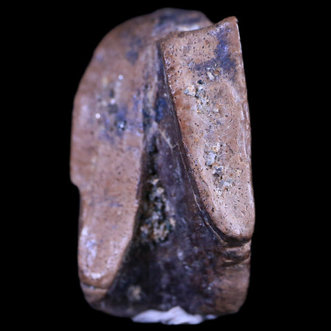 0.8" Tyrannosaurus Rex Fossil Tooth Section Dinosaur Lance Creek FM WY COA Display - Fossil Age Minerals