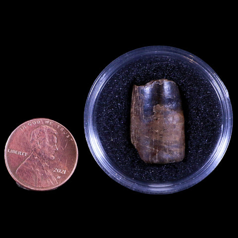 0.8" Tyrannosaurus Rex Fossil Tooth Section Dinosaur Lance Creek FM WY COA Display - Fossil Age Minerals