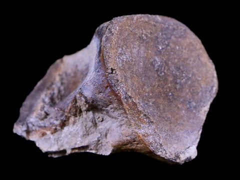 0.9" Tenontosaurus Fossil Bone Cloverly FM Cretaceous Dinosaur MT COA Stand - Fossil Age Minerals