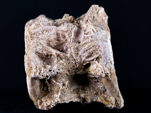 2.7" Saber Toothed Herring Fossil Enchodus Libycus Vertebrae Cretaceous Age COA - Fossil Age Minerals