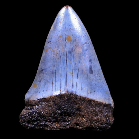 2.1" Quality Hastalis Mako Tooth Serrated Fossil Natural Miocene Age - Fossil Age Minerals