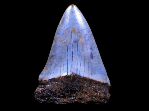 2.1" Quality Hastalis Mako Tooth Serrated Fossil Natural Miocene Age - Fossil Age Minerals