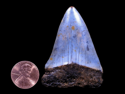2.1" Quality Hastalis Mako Tooth Serrated Fossil Natural Miocene Age - Fossil Age Minerals