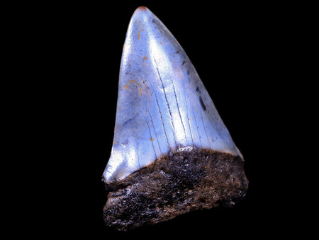2.1" Quality Hastalis Mako Tooth Serrated Fossil Natural Miocene Age