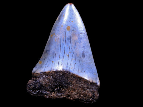 2.1" Quality Hastalis Mako Tooth Serrated Fossil Natural Miocene Age - Fossil Age Minerals