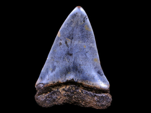 2.1" Quality Hastalis Mako Tooth Serrated Fossil Natural Miocene Age - Fossil Age Minerals