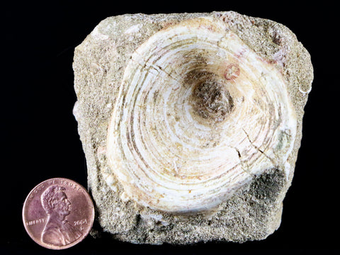 2.9" Saber Toothed Herring Fossil Enchodus Libycus Vertebrae Cretaceous Age COA - Fossil Age Minerals