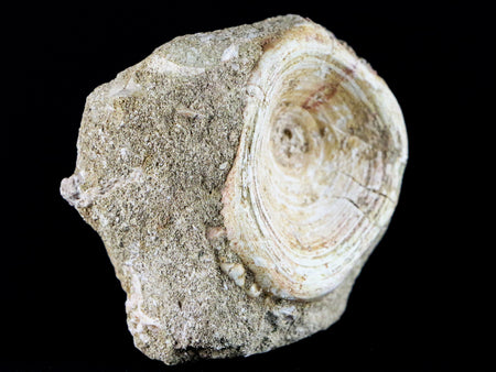 2.9" Saber Toothed Herring Fossil Enchodus Libycus Vertebrae Cretaceous Age COA