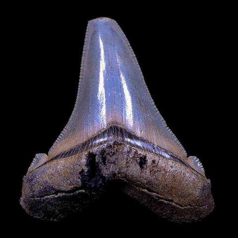 2.3" Quality Otodus Angustidens Tooth Serrated Fossil Natural Miocene Age COA - Fossil Age Minerals