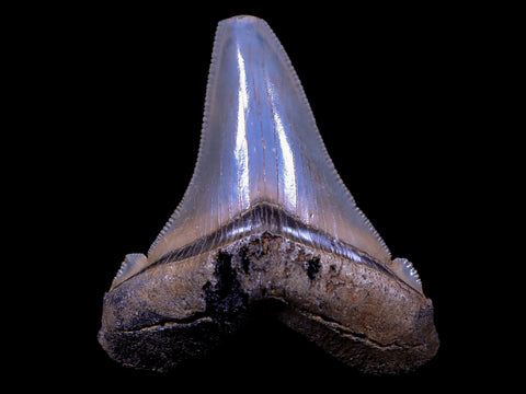 2.3" Quality Otodus Angustidens Tooth Serrated Fossil Natural Miocene Age COA - Fossil Age Minerals