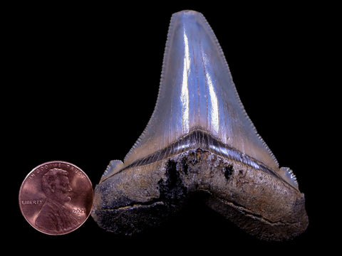 2.3" Quality Otodus Angustidens Tooth Serrated Fossil Natural Miocene Age COA - Fossil Age Minerals
