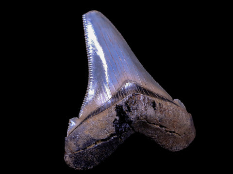 2.3" Quality Otodus Angustidens Tooth Serrated Fossil Natural Miocene Age COA - Fossil Age Minerals