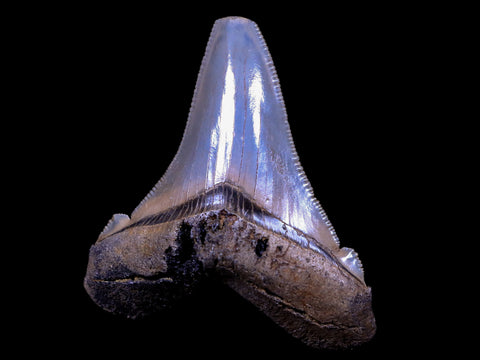 2.3" Quality Otodus Angustidens Tooth Serrated Fossil Natural Miocene Age COA - Fossil Age Minerals