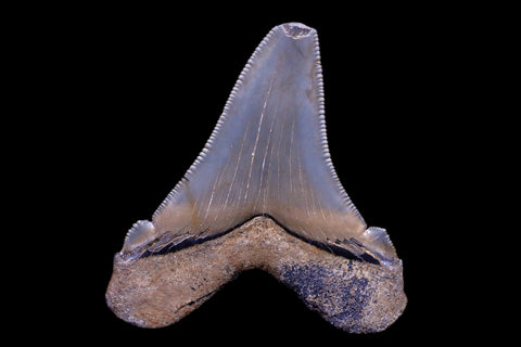 2.3" Quality Otodus Angustidens Tooth Serrated Fossil Natural Miocene Age COA - Fossil Age Minerals