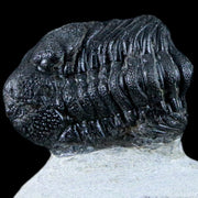 1.6" Phacops Boeckops Stelcki Trilobite Fossil Devonian Age Arthropod Morocco COA