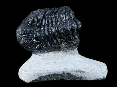 1.6" Phacops Boeckops Stelcki Trilobite Fossil Devonian Age Arthropod Morocco COA - Fossil Age Minerals