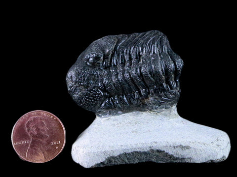 1.6" Phacops Boeckops Stelcki Trilobite Fossil Devonian Age Arthropod Morocco COA - Fossil Age Minerals