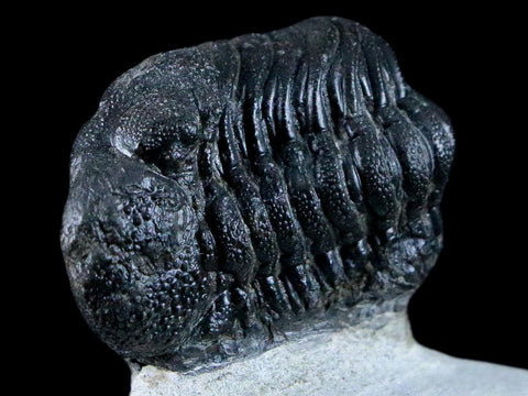 1.6" Phacops Boeckops Stelcki Trilobite Fossil Devonian Age Arthropod Morocco COA - Fossil Age Minerals