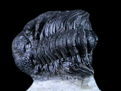 1.6" Phacops Boeckops Stelcki Trilobite Fossil Devonian Age Arthropod Morocco COA - Fossil Age Minerals