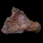 4.2" Pachycephalosaurus Dinosaur Fossil Vertebrae Process Lance Creek FM WY COA