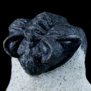 1.8" Coltraenia Oufatenensis Trilobite Fossil Devonian Morocco 400 Mil Yrs Old COA