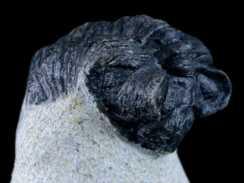 1.8" Coltraenia Oufatenensis Trilobite Fossil Devonian Morocco 400 Mil Yrs Old COA - Fossil Age Minerals