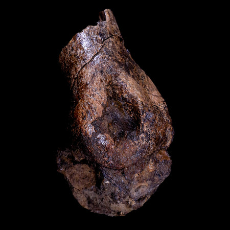 3.2" Struthiomimus Fossil Toe Bone Lance Creek FM WY Cretaceous Dinosaur Age