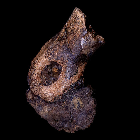 3.2" Struthiomimus Fossil Toe Bone Lance Creek FM WY Cretaceous Dinosaur Age - Fossil Age Minerals