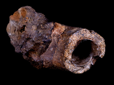 3.2" Struthiomimus Fossil Toe Bone Lance Creek FM WY Cretaceous Dinosaur Age - Fossil Age Minerals