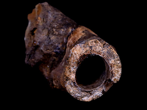 3.2" Struthiomimus Fossil Toe Bone Lance Creek FM WY Cretaceous Dinosaur Age - Fossil Age Minerals