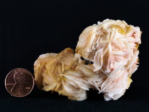 3.1" Pink, Yellow Barite Blades Crystal Mineral Specimen Morocco 6.9 OZ - Fossil Age Minerals