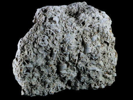 XL 5.5" Quality Crinoid Stems Echinoderm Fossil Plate Matrix Sea Lilly 1 LB 5 OZ