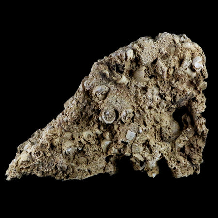 XL 7" Quality Crinoid Stems Echinoderm Fossil Plate Matrix Sea Lilly 1 LB 15.5 OZ