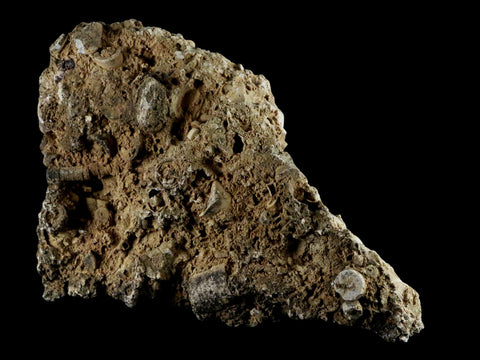 XL 7" Quality Crinoid Stems Echinoderm Fossil Plate Matrix Sea Lilly 1 LB 15.5 OZ - Fossil Age Minerals