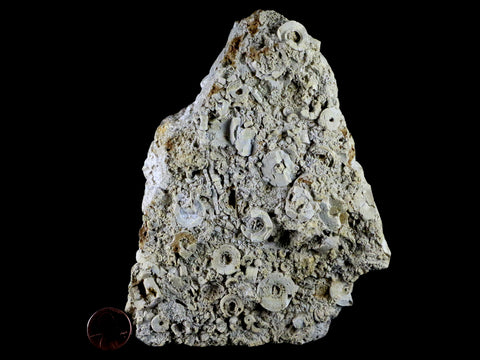 XL 6.2" Quality Crinoid Stems Echinoderm Fossil Plate Matrix Sea Lilly 1 LB 5.5 OZ - Fossil Age Minerals