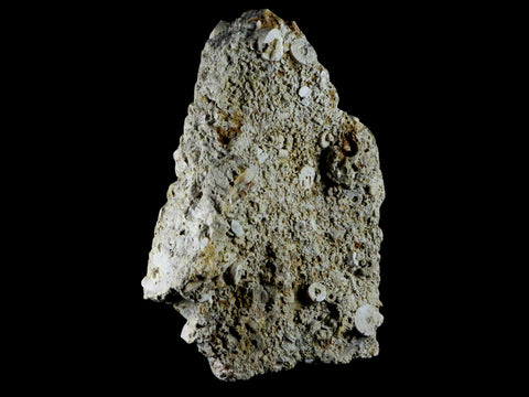 XL 6.2" Quality Crinoid Stems Echinoderm Fossil Plate Matrix Sea Lilly 1 LB 5.5 OZ - Fossil Age Minerals