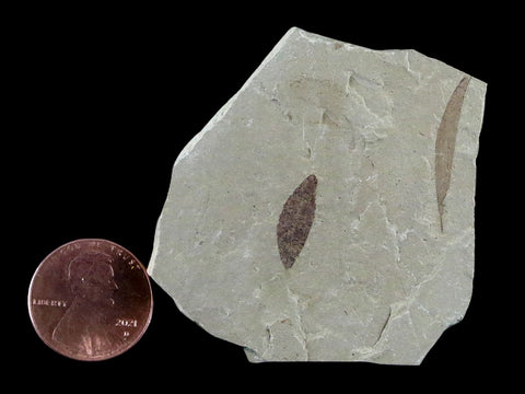 0.6" Detailed Cedrelospermum Nervosum Fossil Plant Leaf Eocene Age Green River UT - Fossil Age Minerals