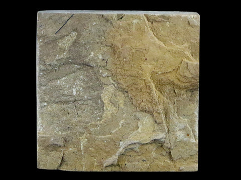 0.7" Detailed Cardiospermum Coloradensis Balloon Vine Fossil Plant Leaf Eocene Age - Fossil Age Minerals