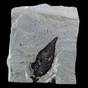 1.7" Detailed Cedrelospermum Nervosum Fossil Plant Leaf Eocene Age Green River UT