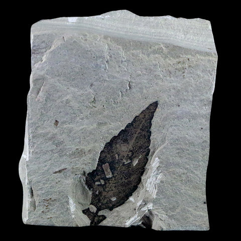 1.7" Detailed Cedrelospermum Nervosum Fossil Plant Leaf Eocene Age Green River UT - Fossil Age Minerals