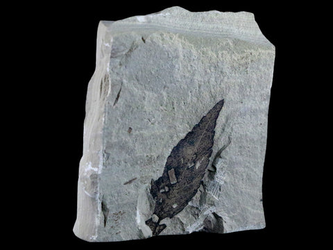 1.7" Detailed Cedrelospermum Nervosum Fossil Plant Leaf Eocene Age Green River UT - Fossil Age Minerals