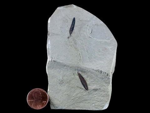 Mimosite Coloradensis, Cedrelospermum Nervocum Fossil Plant Leaf Eocene Age UT - Fossil Age Minerals