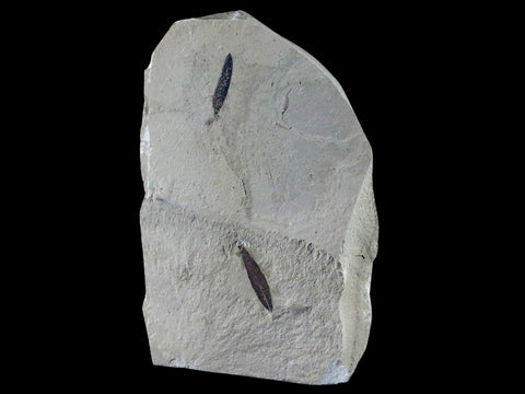 Mimosite Coloradensis, Cedrelospermum Nervocum Fossil Plant Leaf Eocene Age UT - Fossil Age Minerals