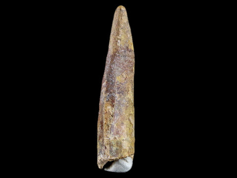 XL 3.1" Carcharodontosaurus Fossil Tooth Cretaceous Dinosaur Africa Trex Stand, COA - Fossil Age Minerals