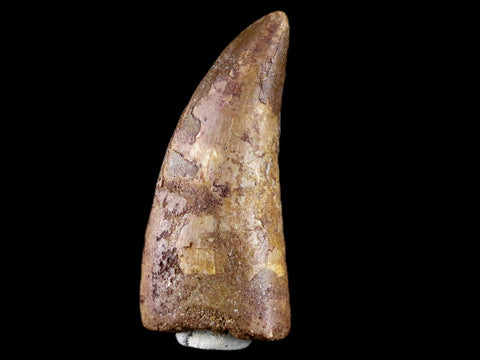 2.9" Carcharodontosaurus Fossil Tooth Cretaceous Theropod Dinosaur Stand, COA - Fossil Age Minerals
