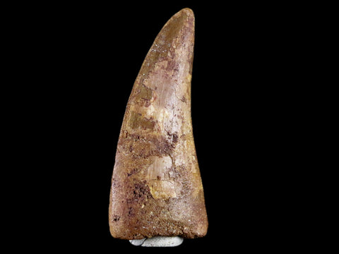 2.9" Carcharodontosaurus Fossil Tooth Cretaceous Theropod Dinosaur Stand, COA - Fossil Age Minerals