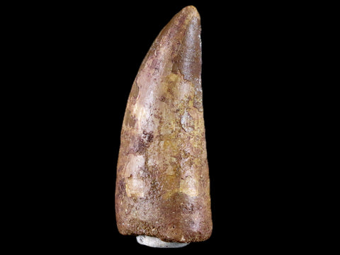 2.9" Carcharodontosaurus Fossil Tooth Cretaceous Theropod Dinosaur Stand, COA - Fossil Age Minerals