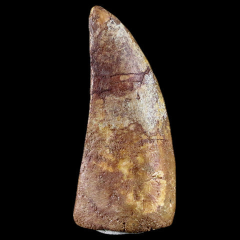 2.9" Carcharodontosaurus Fossil Tooth Cretaceous Theropod Dinosaur Stand, COA - Fossil Age Minerals