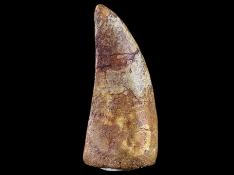 2.9" Carcharodontosaurus Fossil Tooth Cretaceous Theropod Dinosaur Stand, COA - Fossil Age Minerals